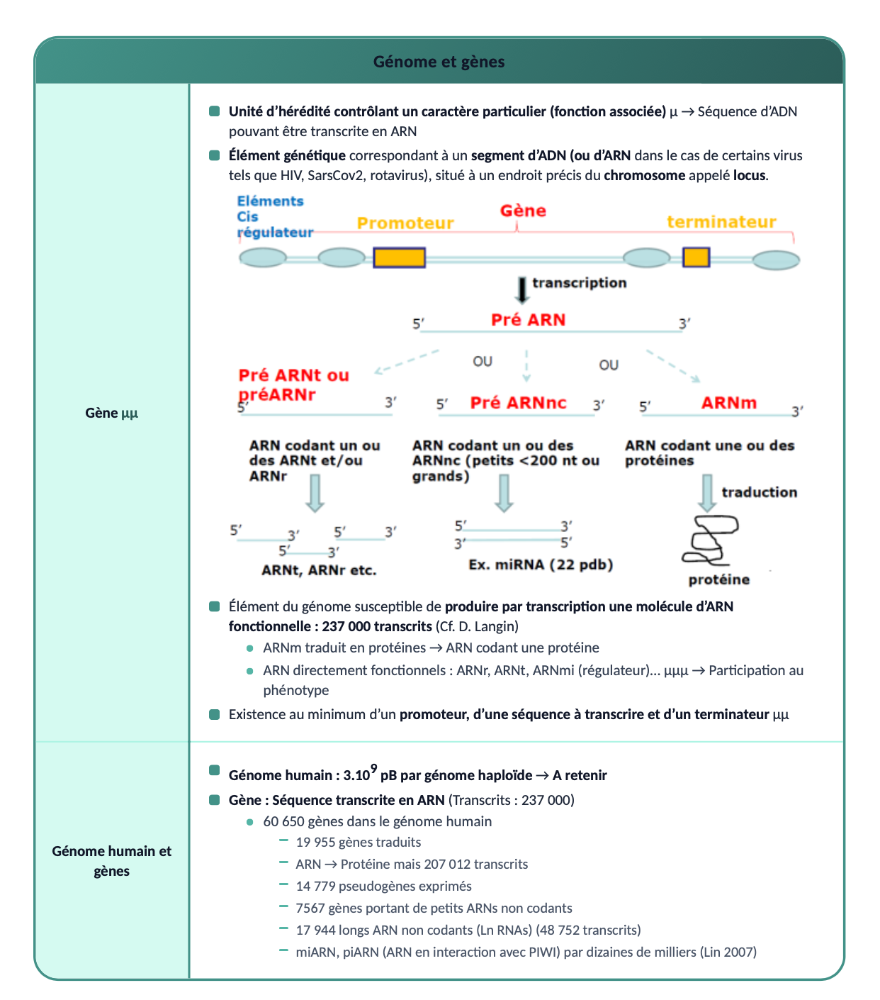 Cours de qualité : fiche de révision sur le génome et les gènes