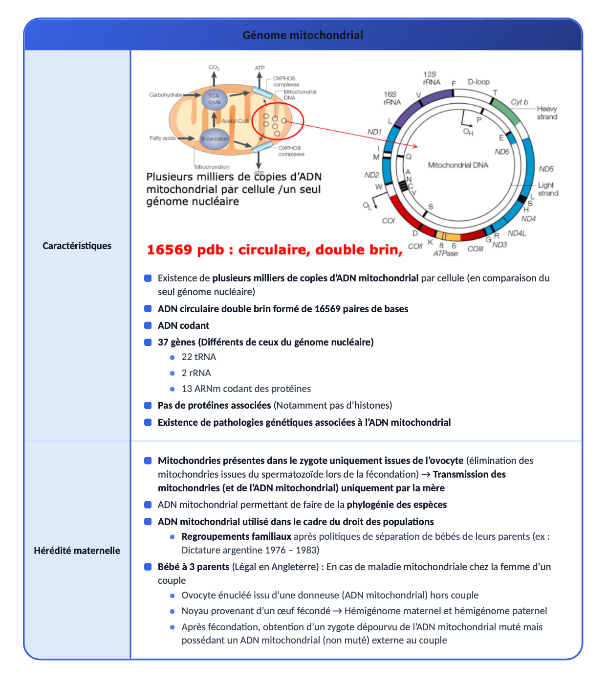 Cours de qualité : fiche de révision sur le génome mitochondrial